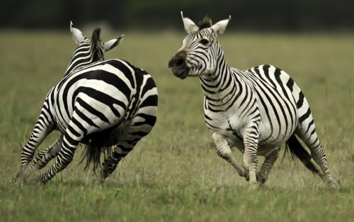 Duas Zebras Brincando