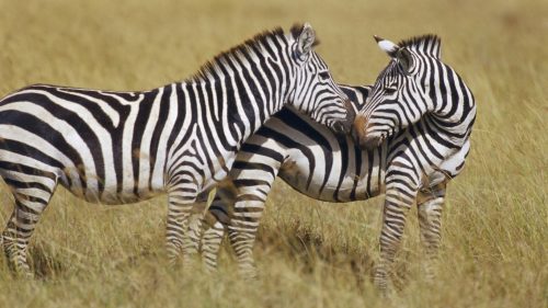 Zebra Macho e Fêmea 