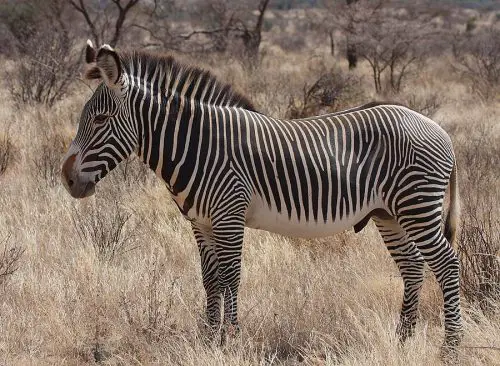 Zebra de Grevy 