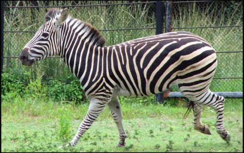 Zebra no Brasil 