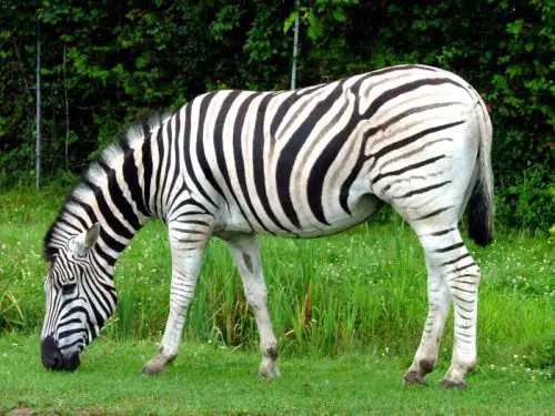 Zebras das Planícies 