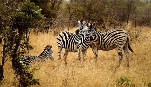 Zebras na Savana 