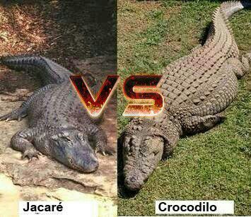 Jacarés x Crocodilos
