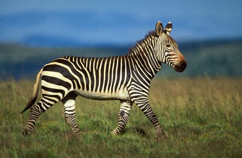 Zebra-da-Montanha 