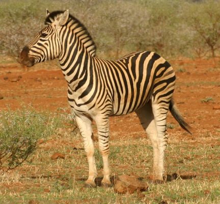Zebra-da-Montanha-do-Cabo