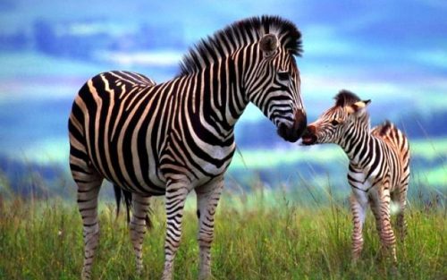 Zebra e Seu Filhote 