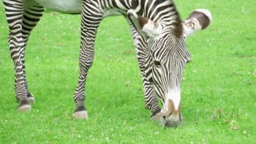 Zebra Comendo Grama 