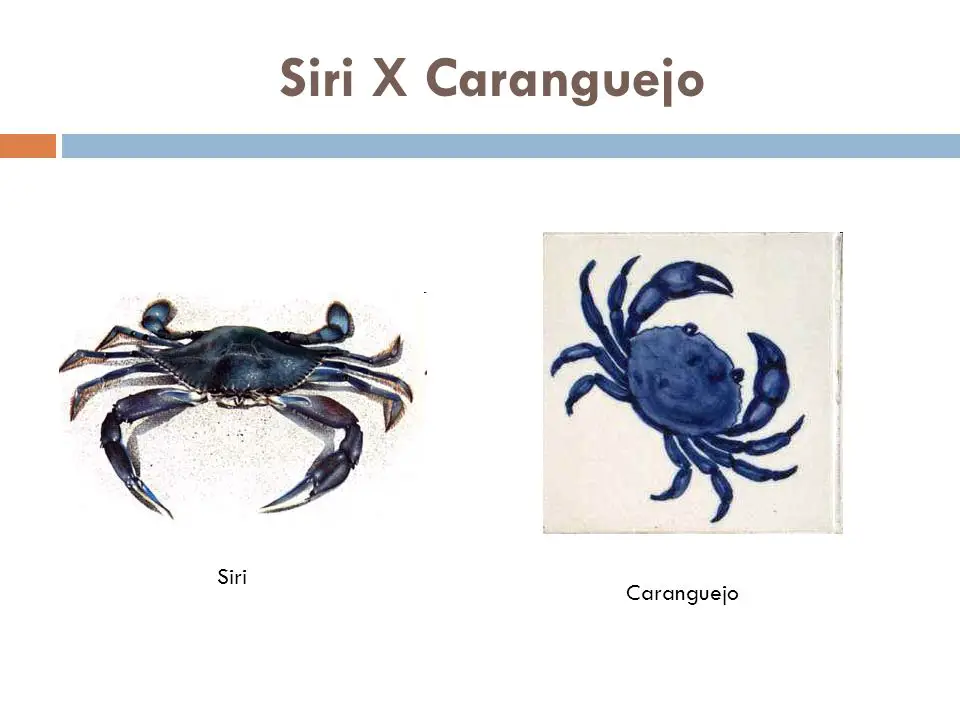 Siri x Caranguejo