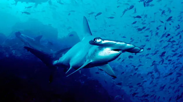 Tubarão-Martelo