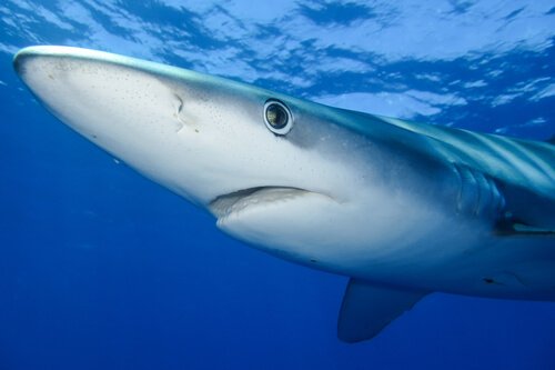 Tubarão-Azul