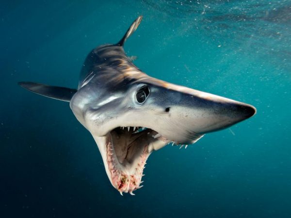 Quantas Espécies de Tubarão Existem e Quais São? | Animais - Cultura Mix