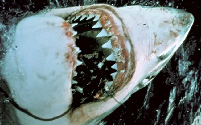 Dentes do Tubarão