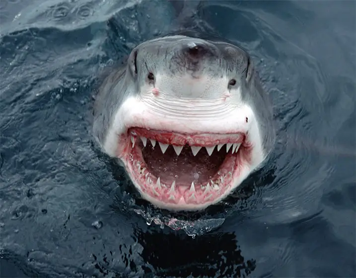 Tubarão Mostrando os Dentes 