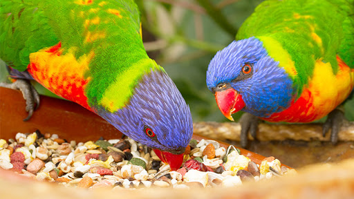 Alimentação dos Pássaros