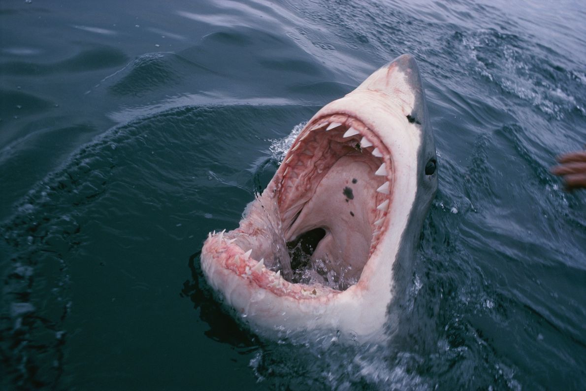 Dentes do Tubarão