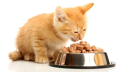 Gato se Alimentando 