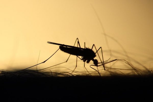 Mosquito Se Alimento 